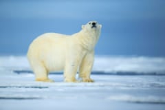 ホッキョクグマとグリズリーが融合中