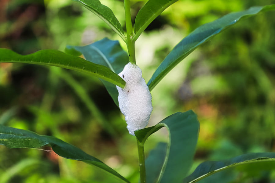 春先に出没する「草についたアワ」見たことある？アワフキムシが「ツバで作った家」に住む理由