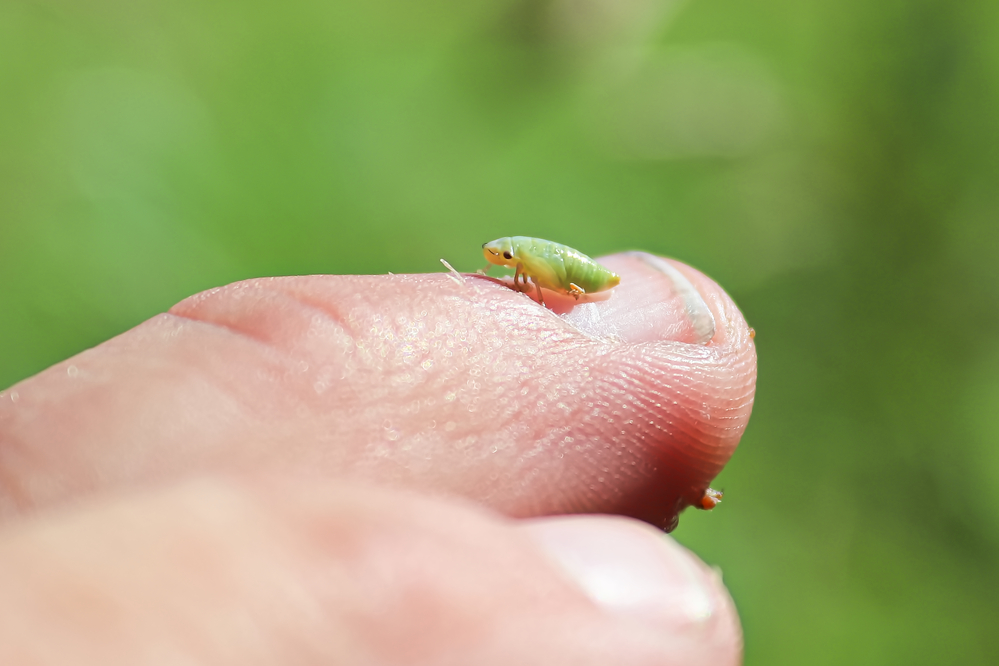 アワフキムシの幼虫