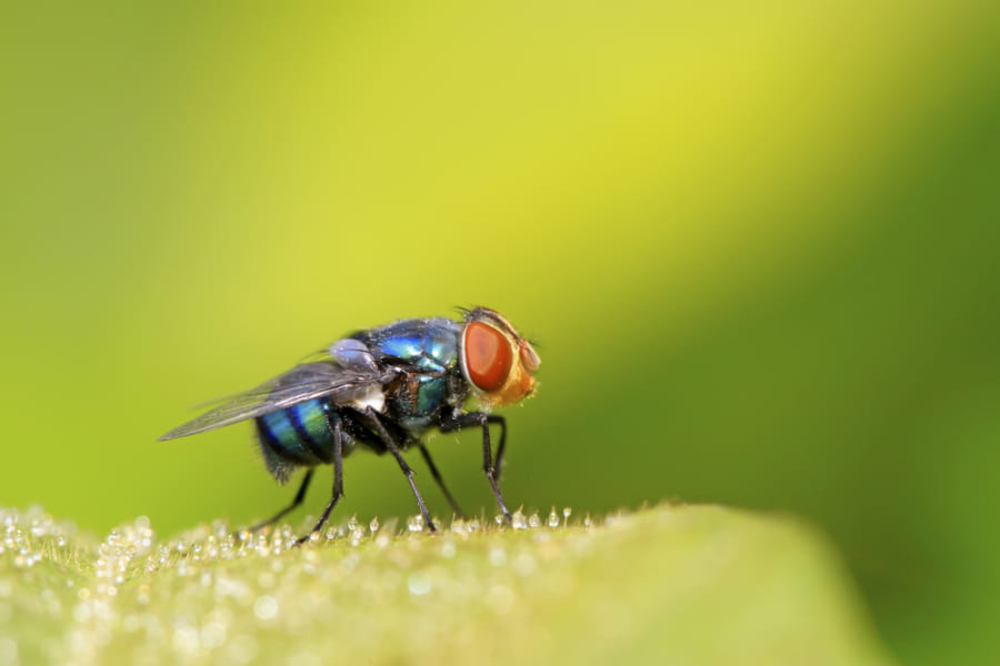 ハエ「人間はのろまだね〜」身体の小さい生物のほうが「時間の流れ」が遅くなる