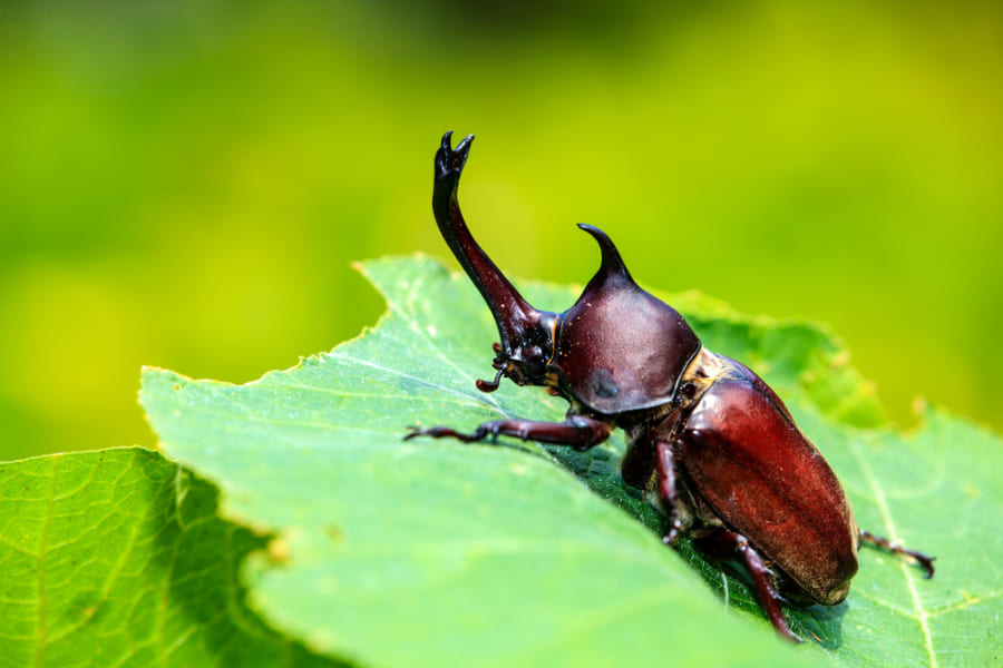 日本の小学生が大発見！外来植物によりカブトムシが「昼行性」になると明らかに