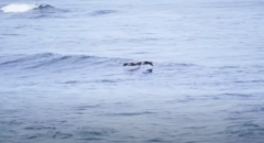 ペリカンは海面すれすれを波に沿って飛ぶ