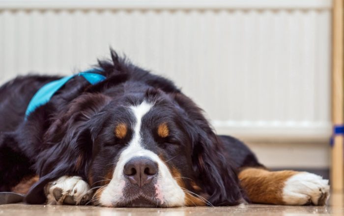 リラックスする読書犬のヒルマ・マリア