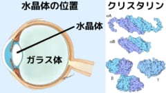 水晶体の細胞は核やミトコンドリアがなくなりクリスタリンで充填されている