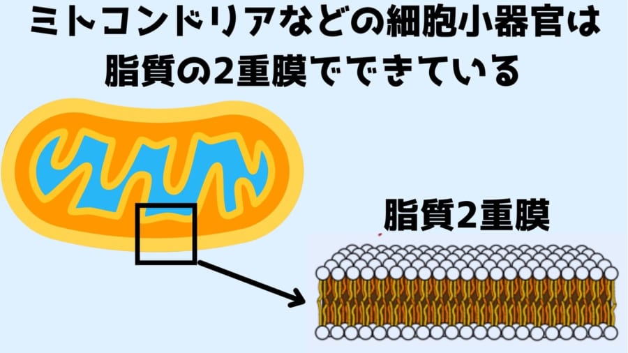 細胞小器官の多くは脂質2重膜でできているため脂質分解酵素で分解できる