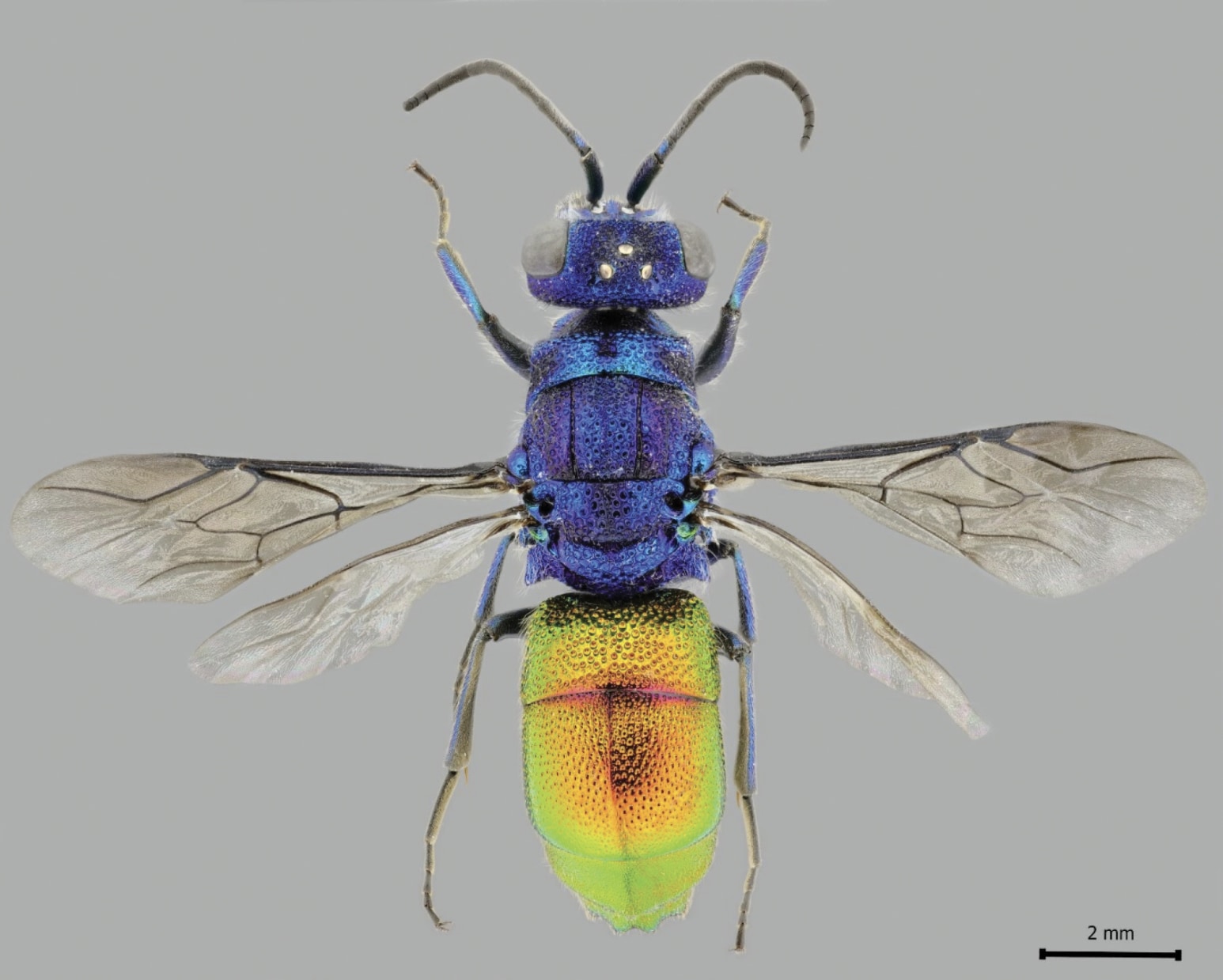 飛ぶ宝石「セイボウ」の新種を発見！現時点で世界に1匹のみ（ノルウェー）の画像 2/2