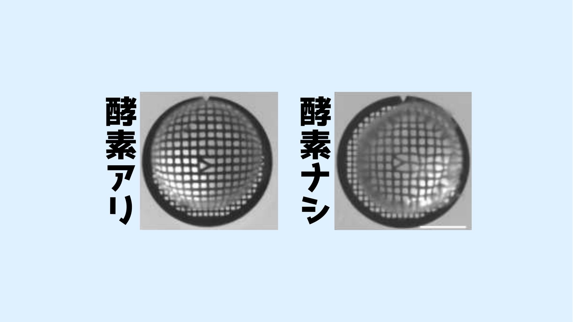 眼の水晶体が透明になる仕組みを解明！　溶かされるミトコンドリア