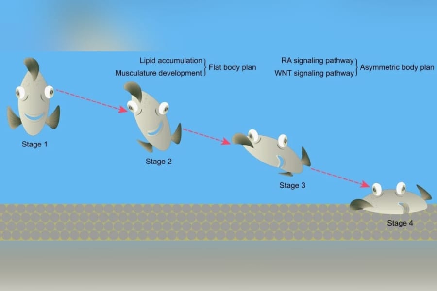 ヒラメは左右対称の体を持った魚から「少しずつペラペラに」進化していた！海底への適応のためDNAも大幅に改造