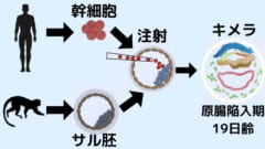 サルの胚盤胞にヒトの幹細胞を注射してキメラを作った