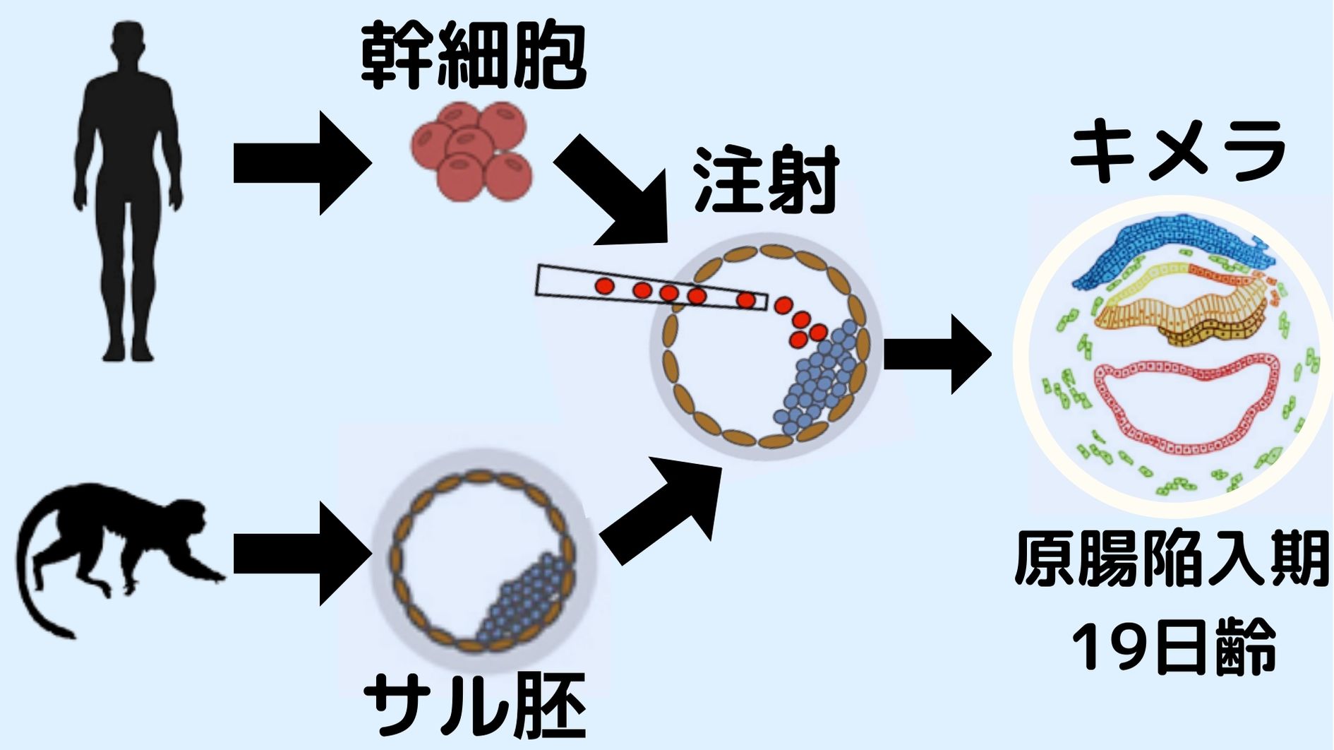 サルの胚盤胞にヒトの幹細胞を注射してキメラを作った