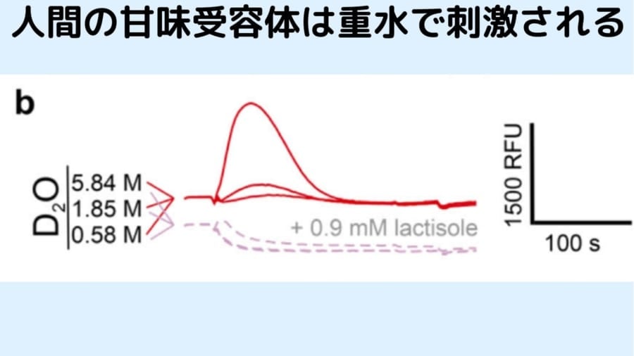 人間の甘味受容体も重水で刺激される