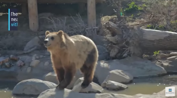 ホッキョクグマとグリズリーの交配種