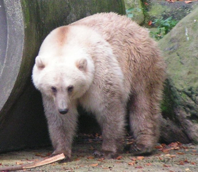 野生でホッキョクグマとグリズリーの「ハイブリッド種」が増加中