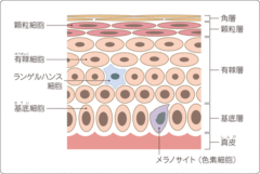 表皮の構造と細胞。悪性黒色腫はメラノサイトのがん化。