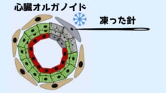 自己組織化された心臓オルガノイドは多少の傷は修復しようとする