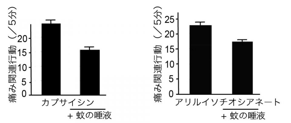 マウスの痛み関連行動が蚊の唾液で減少