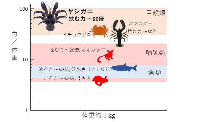 体重1kgでの単位体重あたりの最大力の比較