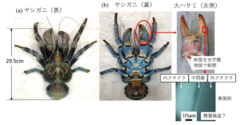 対象としたヤシガニ