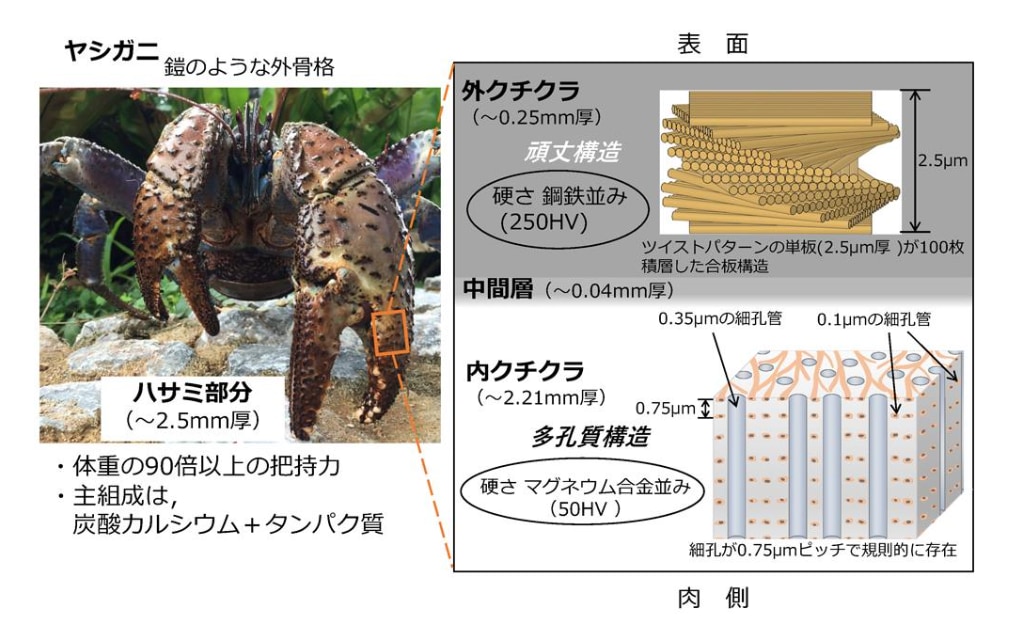 ハサミの内部構造