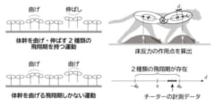 (左)飛翔期の違いとその運動, (右)チーターの運動から床反力の作用点を算出