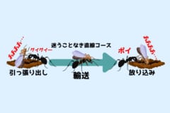 女王アリを他人の巣間に「放り込み」現地のオスと交尾させ奇妙な習性を確認！