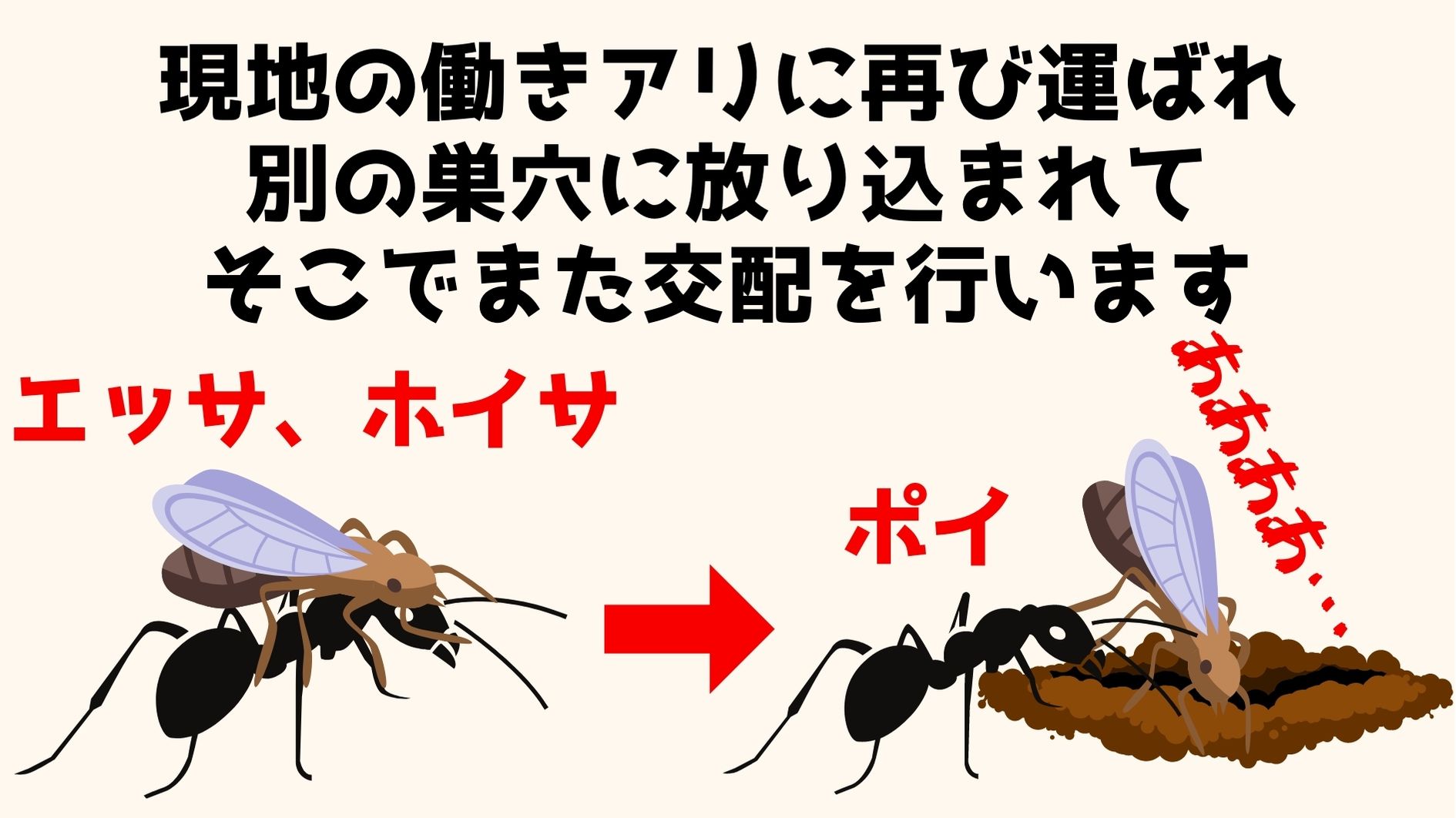 輸送は1度ではなく複数回、巣穴をたらい回しにするように行われる