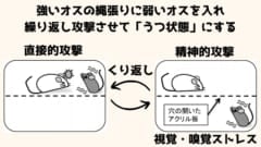 慢性社会的敗北ストレスになったマウスは人間のうつ状態と同じ様子をみせる