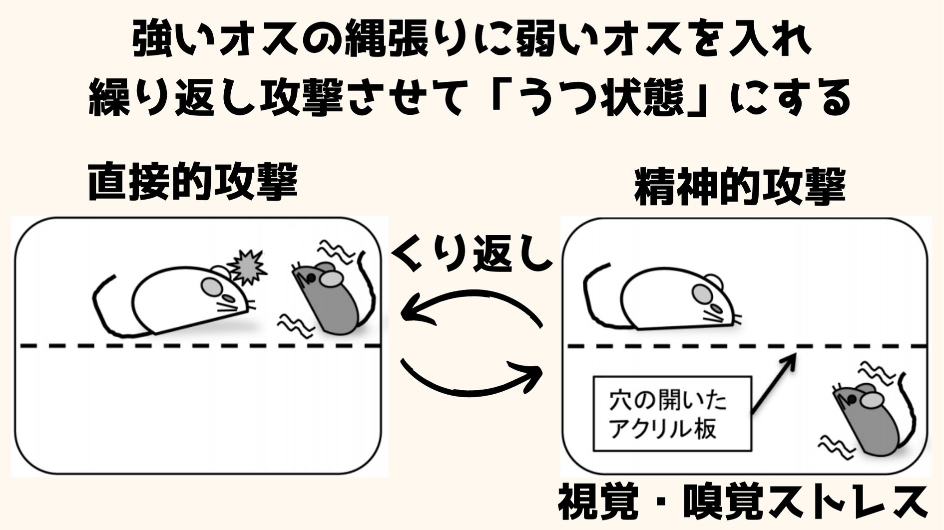 慢性社会的敗北ストレスになったマウスは人間のうつ状態と同じ様子をみせる