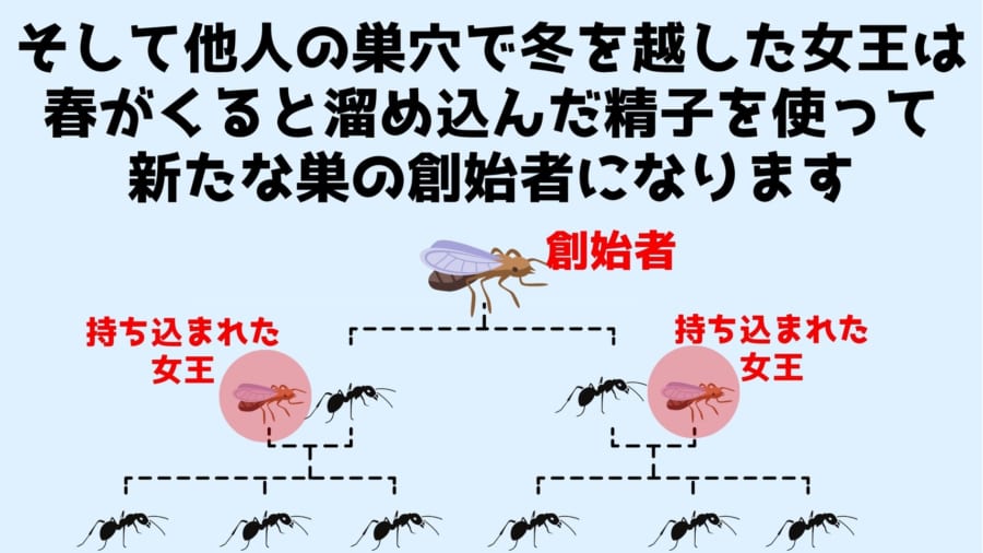 春になると女王は越冬していた他人の巣穴から抜け出して新たな巣の創始者になる