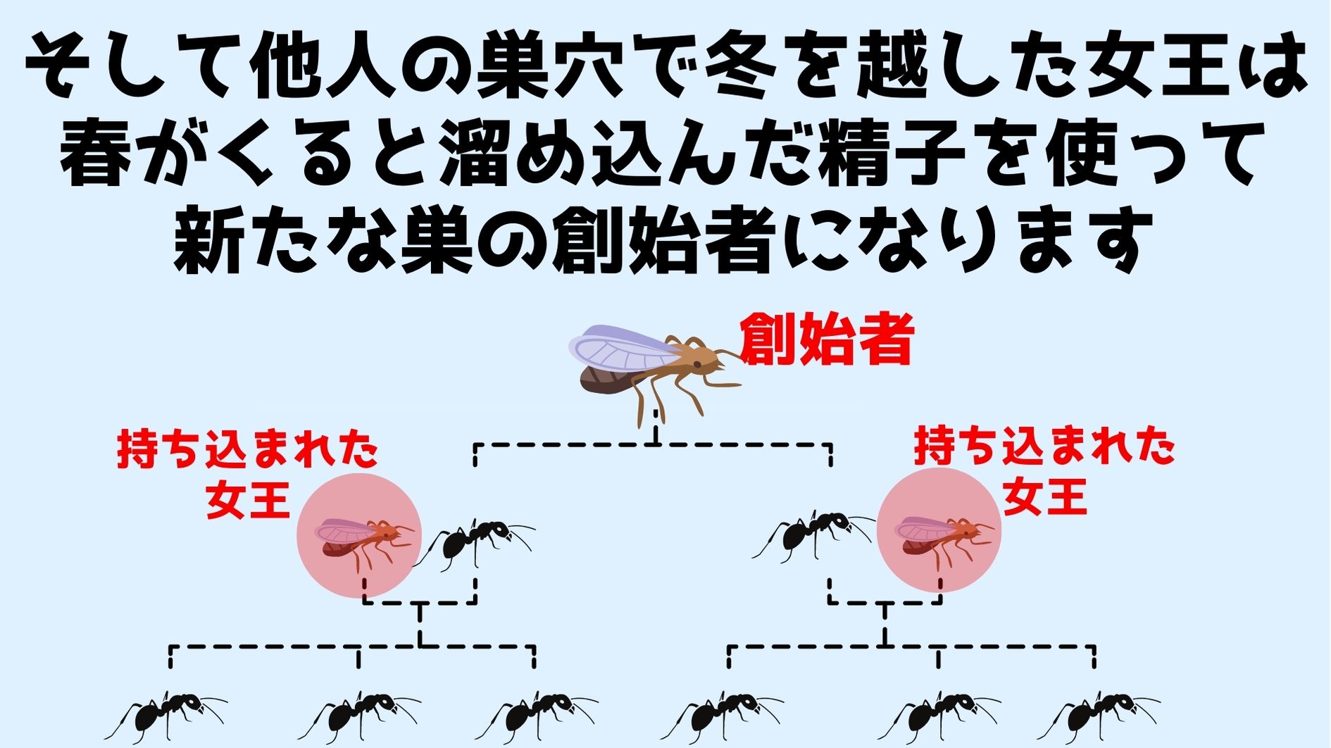 春になると女王は越冬していた他人の巣穴から抜け出して新たな巣の創始者になる