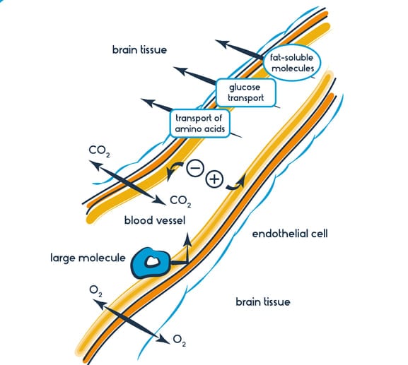 血液脳関門の働き