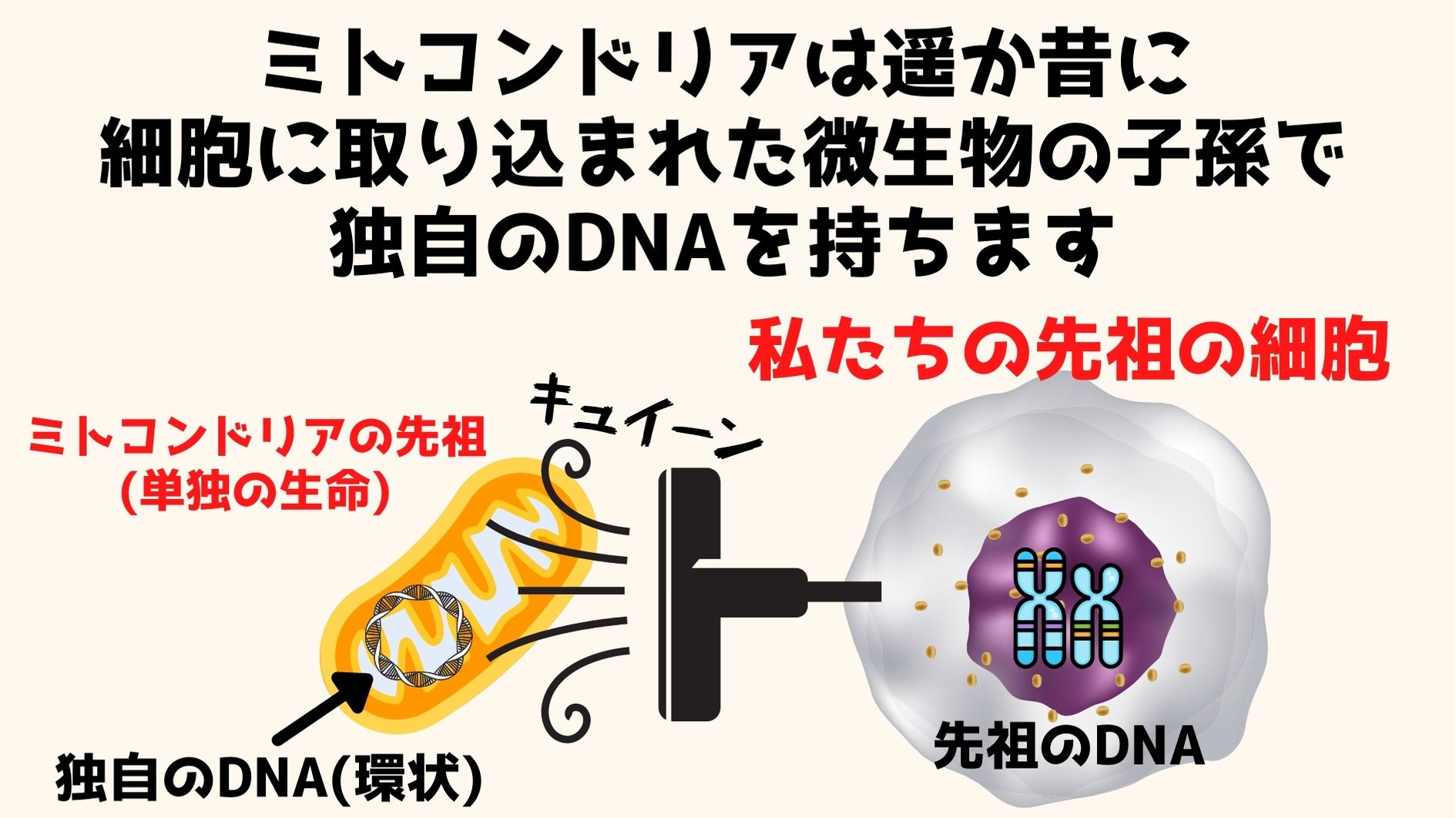 私たちの先祖は酸素呼吸能力をミトコンドリアを取り込むことで獲得し、真核生物へと進化した