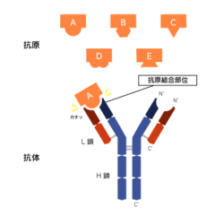 抗体は体内に侵入した病原体（抗原）と結合する