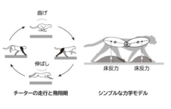 チーターの飛翔期