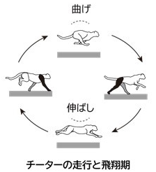 チーターの飛翔期