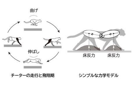 チーターはなぜ最も速く走れるのか？ 高速走行を実現するメカニズムを解明