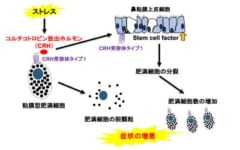 ストレスでアレルギーが悪化するメカニズム