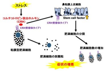 ストレスでアレルギーが悪化するメカニズム