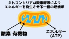 ミトコンドリアは酸素呼吸によりエネルギーを作り出す燃焼炉である