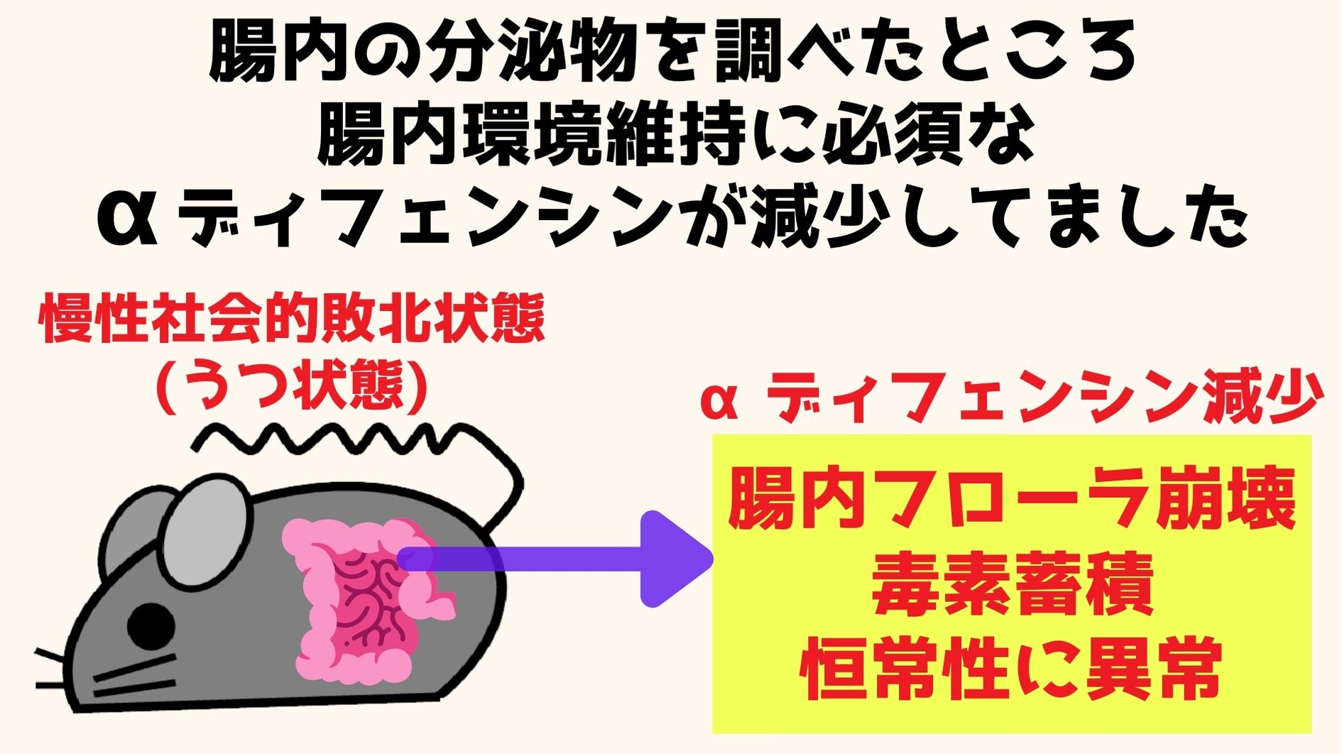 社会的敗北ストレスはαディフェンシンの分泌量低下を介して腸内環境を乱していた