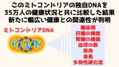 ミトコンドリアDNAは核DNAだけがかかわると考えられて来た要因に影響を与える