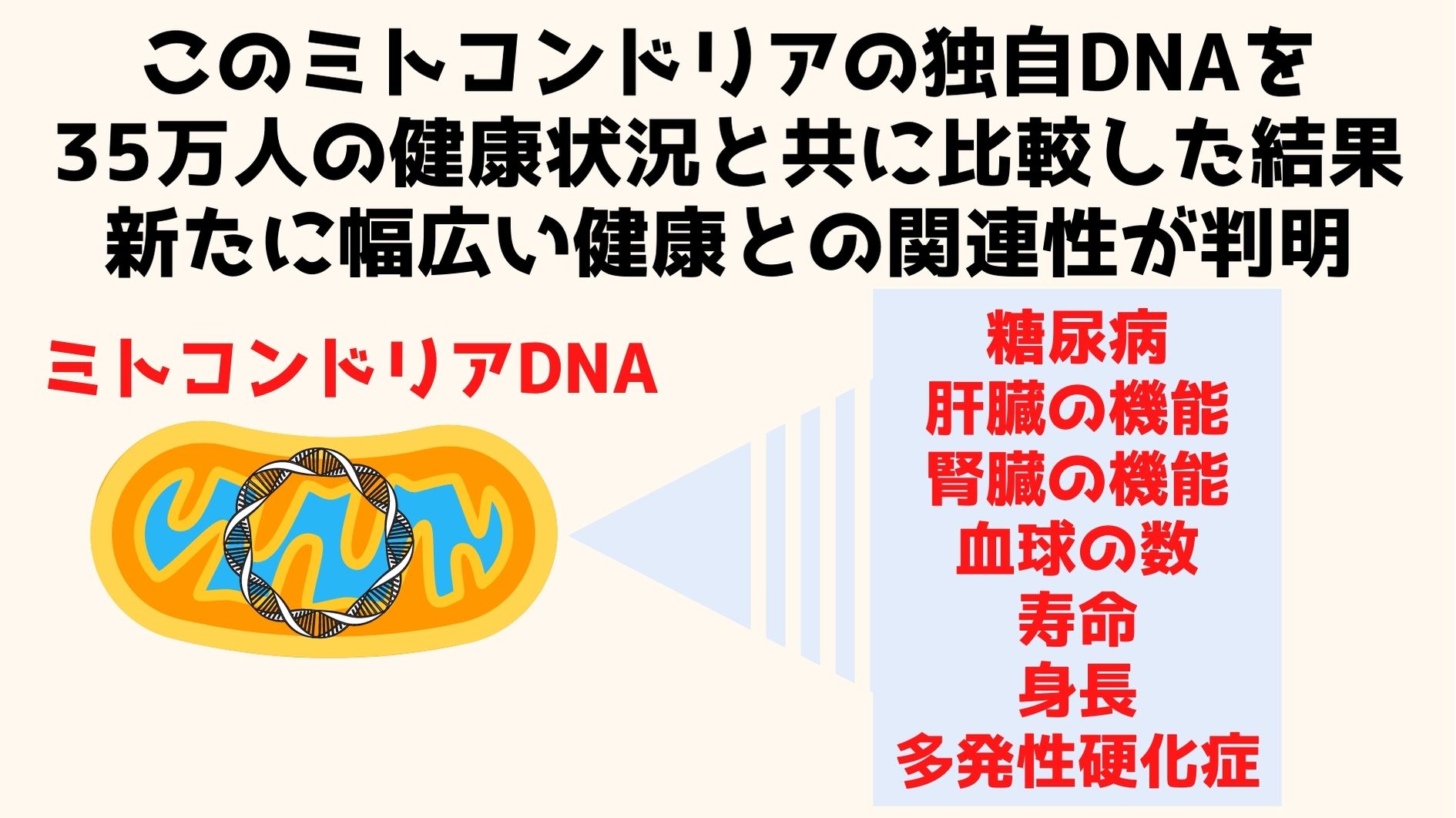 ミトコンドリアDNAは核DNAだけがかかわると考えられて来た要因に影響を与える