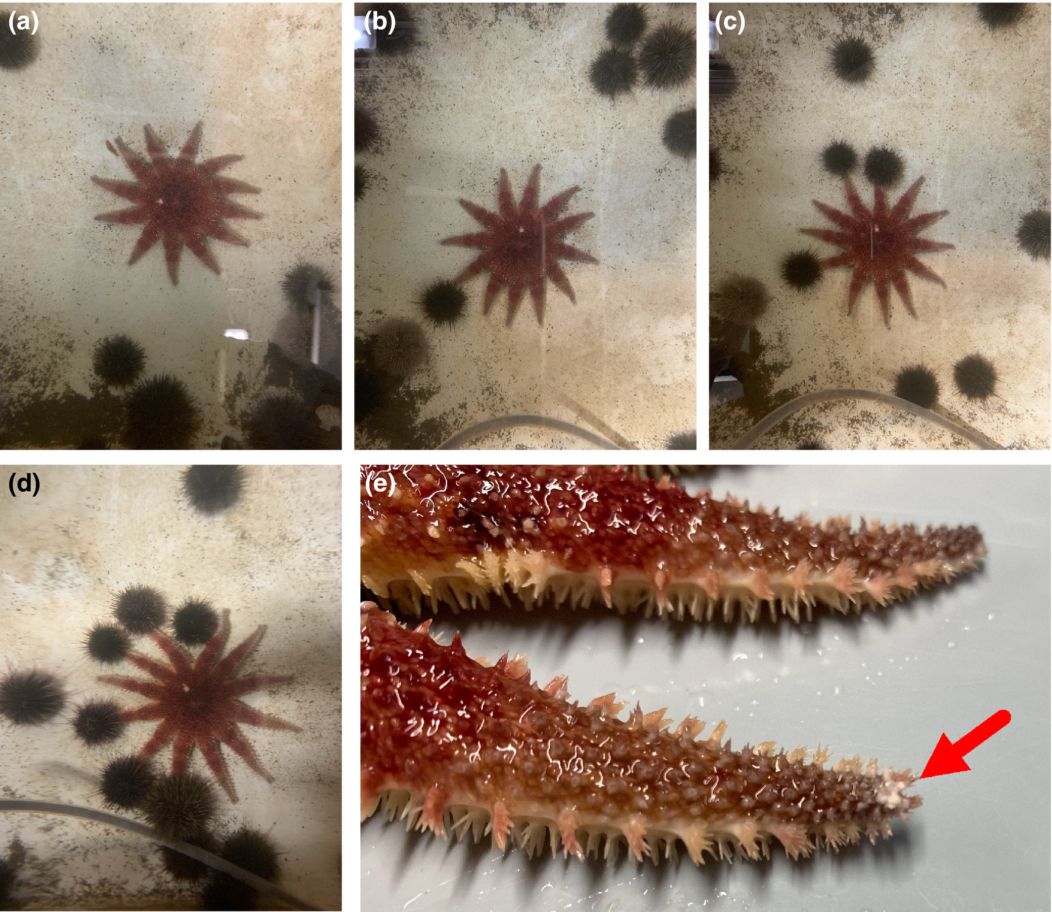 ヒトデに群がる様子、ヒトデの腕の先端には目が付いている