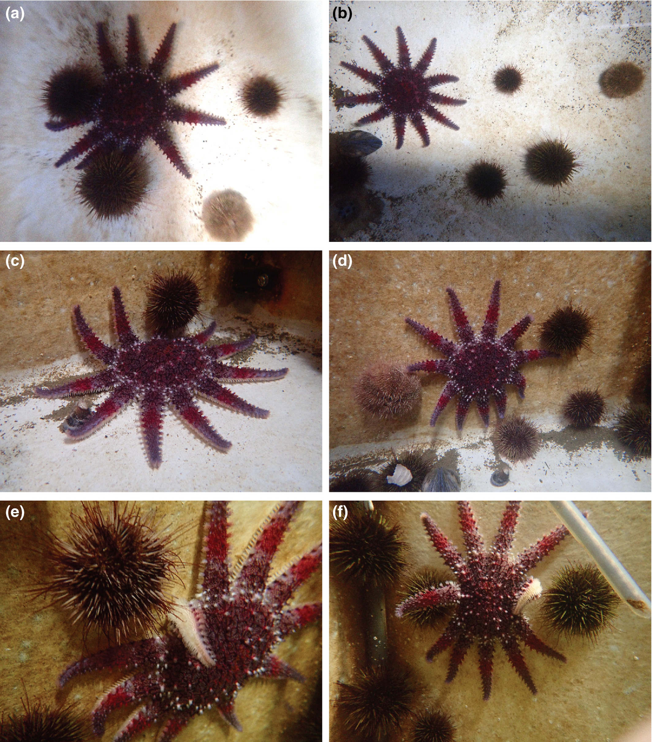 ウニがヒトデに群がる様子