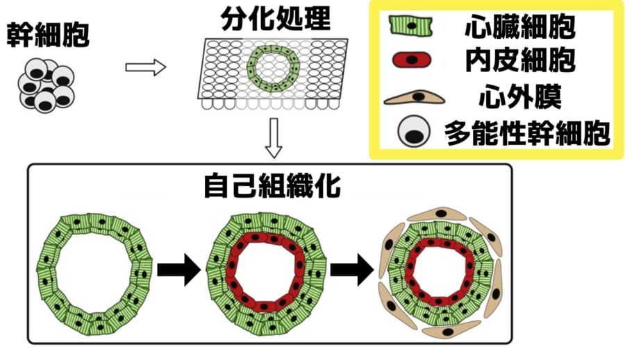 幹細胞から心臓オルガノイドを作る大まかな流れ