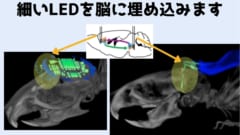 マウスの脳には電極の代わりに針の先についたLEDが埋め込まれた