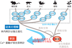 独立進化したと考えられていた体内時計には、すべての生物共通の祖先が持っていた起源となる部品が含まれていた