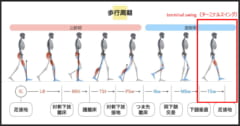 人間の歩行周期。デバイスがサポートするのは最後のターミナルスイング。