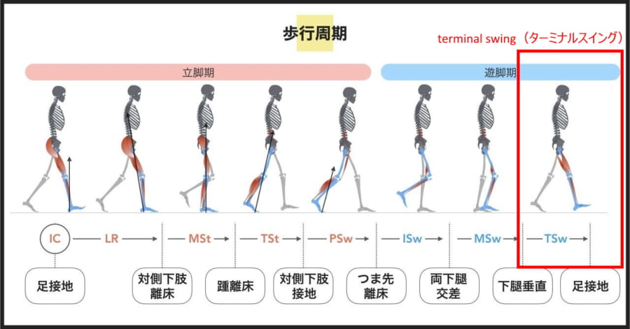 人間の歩行周期。デバイスがサポートするのは最後のターミナルスイング。