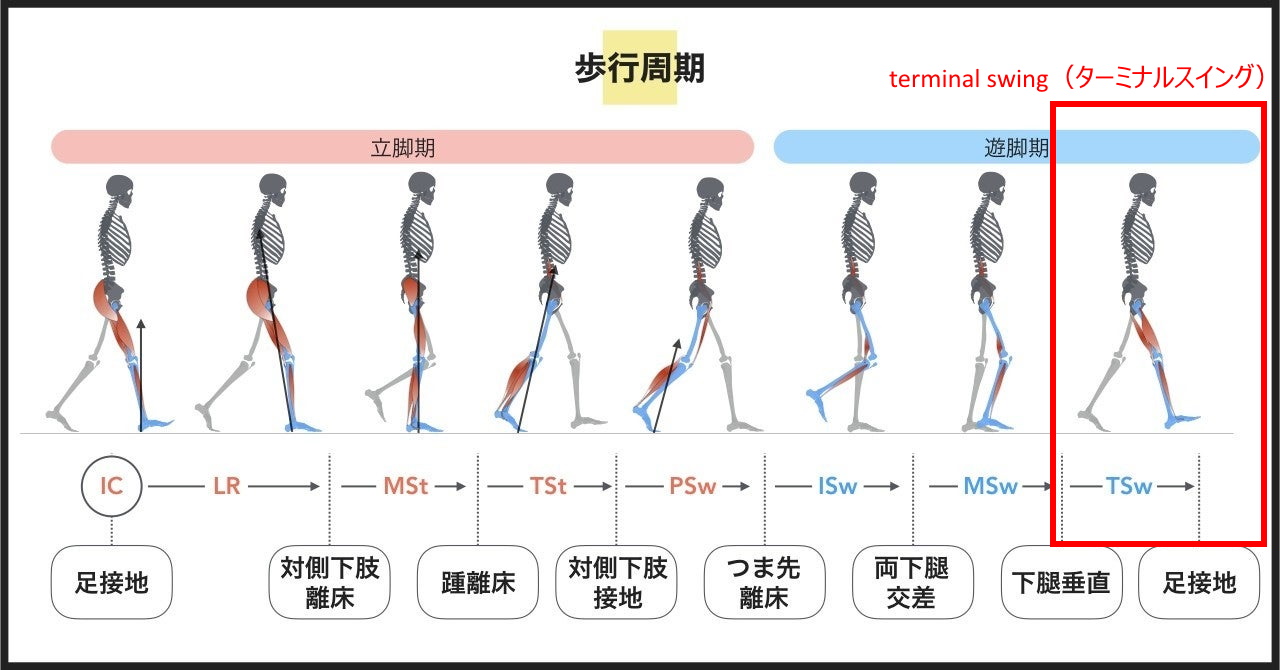 人間の歩行周期。デバイスがサポートするのは最後のターミナルスイング。